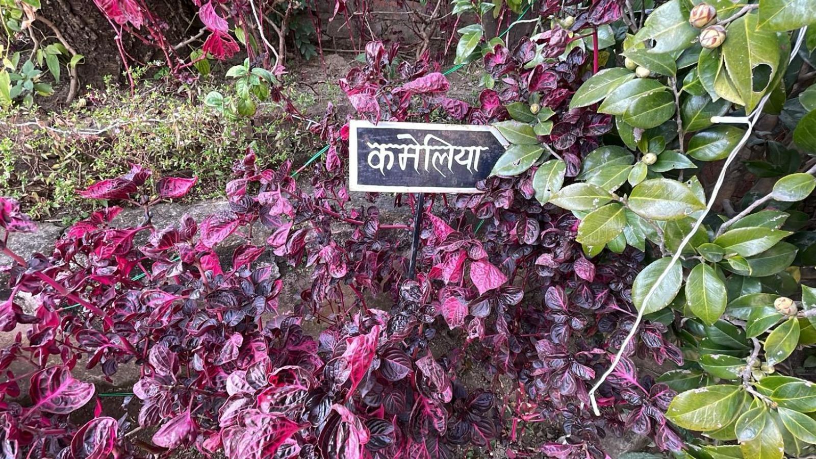 8Fold-Pinecrest By Larisa, Bhimtal Hotel Luaran gambar